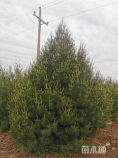 高度600厘米白皮松