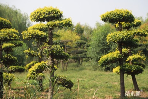 15公分造型金叶榆