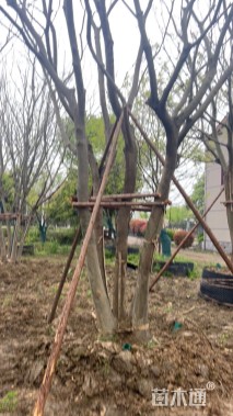 15公分(5杆)丛生朴树