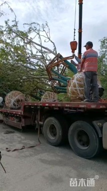 20公分(5杆)丛生朴树