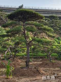 高度250厘米油松