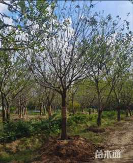 30公分朴树