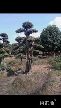 20公分造型榆树