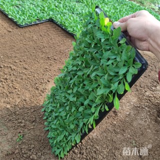 高度3厘米矮牵牛