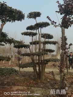 60公分造型大叶女贞