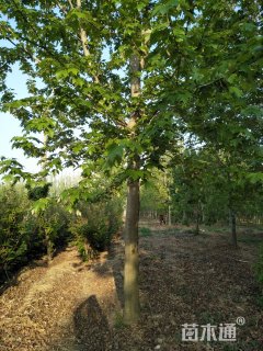 18公分美国红枫