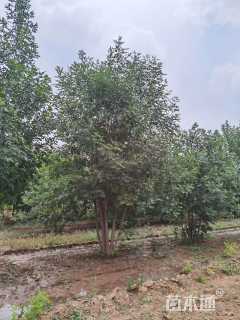 高度600厘米丛生白蜡