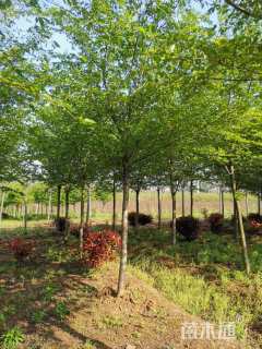 13公分高杆樱花