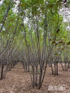高度600厘米丛生白蜡