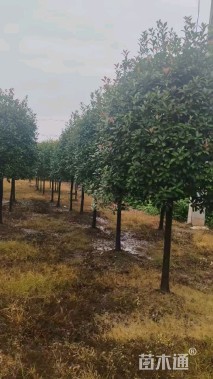 10公分红叶石楠