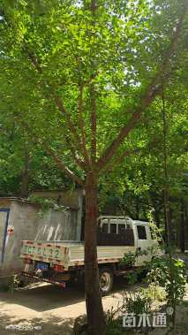 20公分嫁接银杏