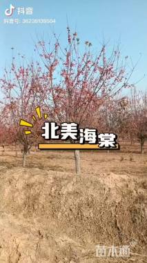 14公分北美海棠