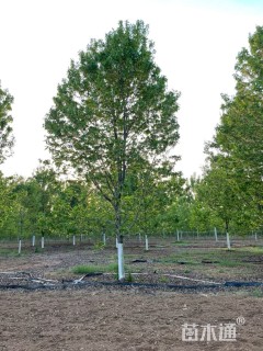 18公分美国红枫-红冠