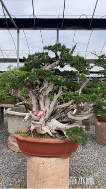 高度120厘米圆柏