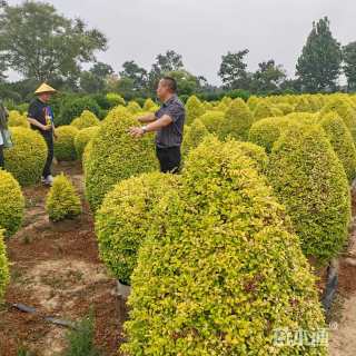 高度120厘米亮金女贞球