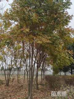 10公分(3杆)丛生无患子