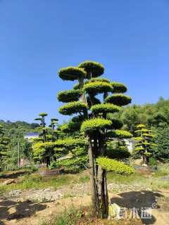 10公分造型亮晶女贞