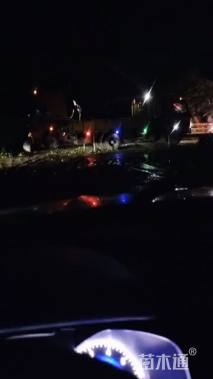 高度350厘米南丰蜜桔