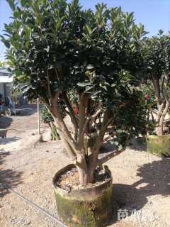 20公分杜鹃红山茶