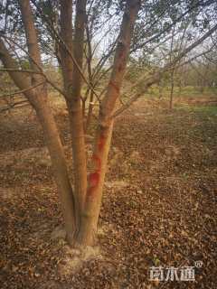 高度500厘米丛生五角枫