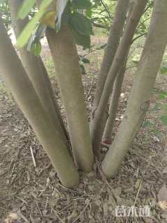 12公分(5杆)丛生朴树