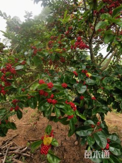8公分冬青