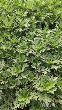 高度20厘米玛格丽特花