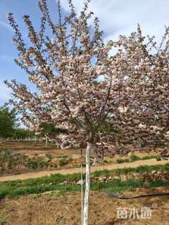 11公分普贤象樱花