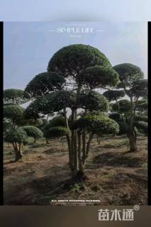 10公分造型小叶女贞