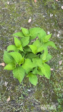 高度30厘米无尽夏绣球