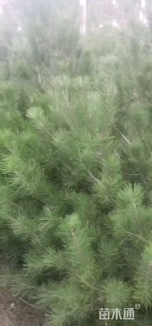 高度110厘米白皮松