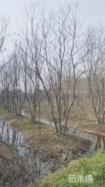 5公分(4杆)丛生乌桕