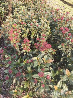 高度40厘米地中海荚蒾