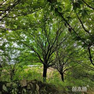 33公分染井吉野樱