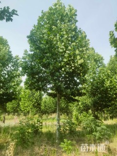 27公分悬铃木