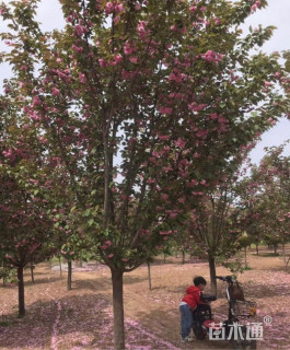 80公分日本晚樱