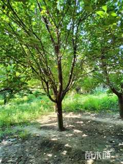 20公分日本晚樱