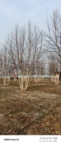 高度600厘米丛生白桦