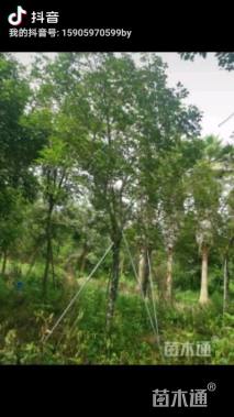 15公分黄花风铃木