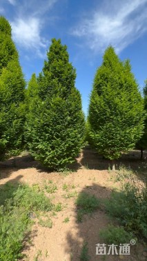 15公分欧洲鹅耳枥