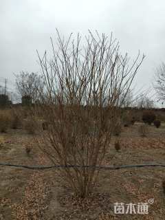 高度600厘米丛生紫薇