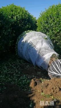 冠幅180厘米卫矛球