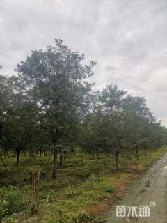 15公分黄花风铃木