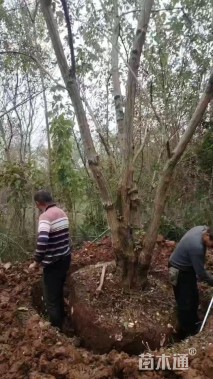 38公分(4杆)丛生乌桕