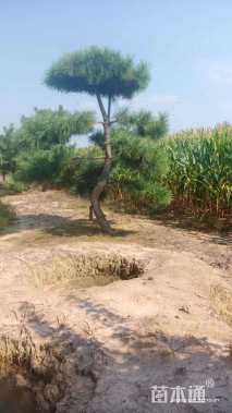 12公分造型油松