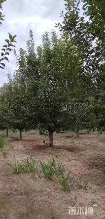 10公分绚丽海棠