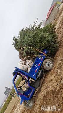 高度450厘米青海云杉