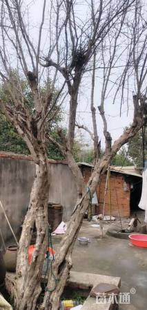 高度4500厘米石榴