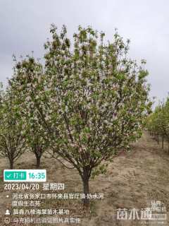 14.9公分八棱海棠