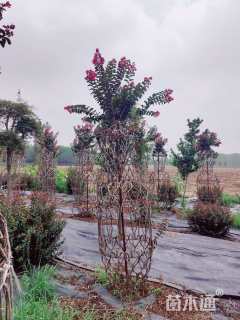 30公分紫薇花瓶